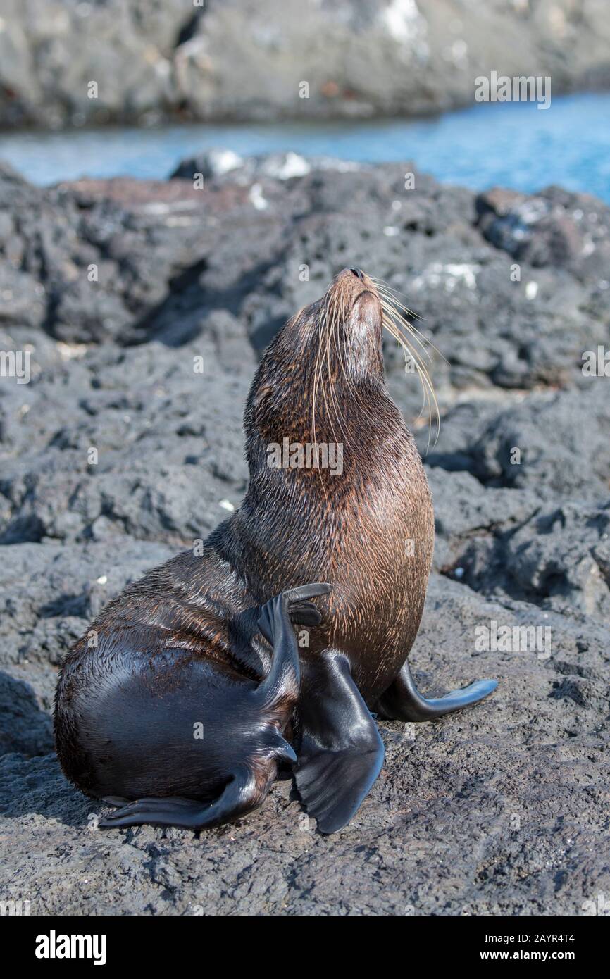 Un sigillo di pelliccia delle Galapagos (Arctocephalus galapagoensis) sta graffiando la sua pelliccia sulle formazioni laviche lungo la riva vicino a Puerto Egas, Isola di Santiago (James i Foto Stock