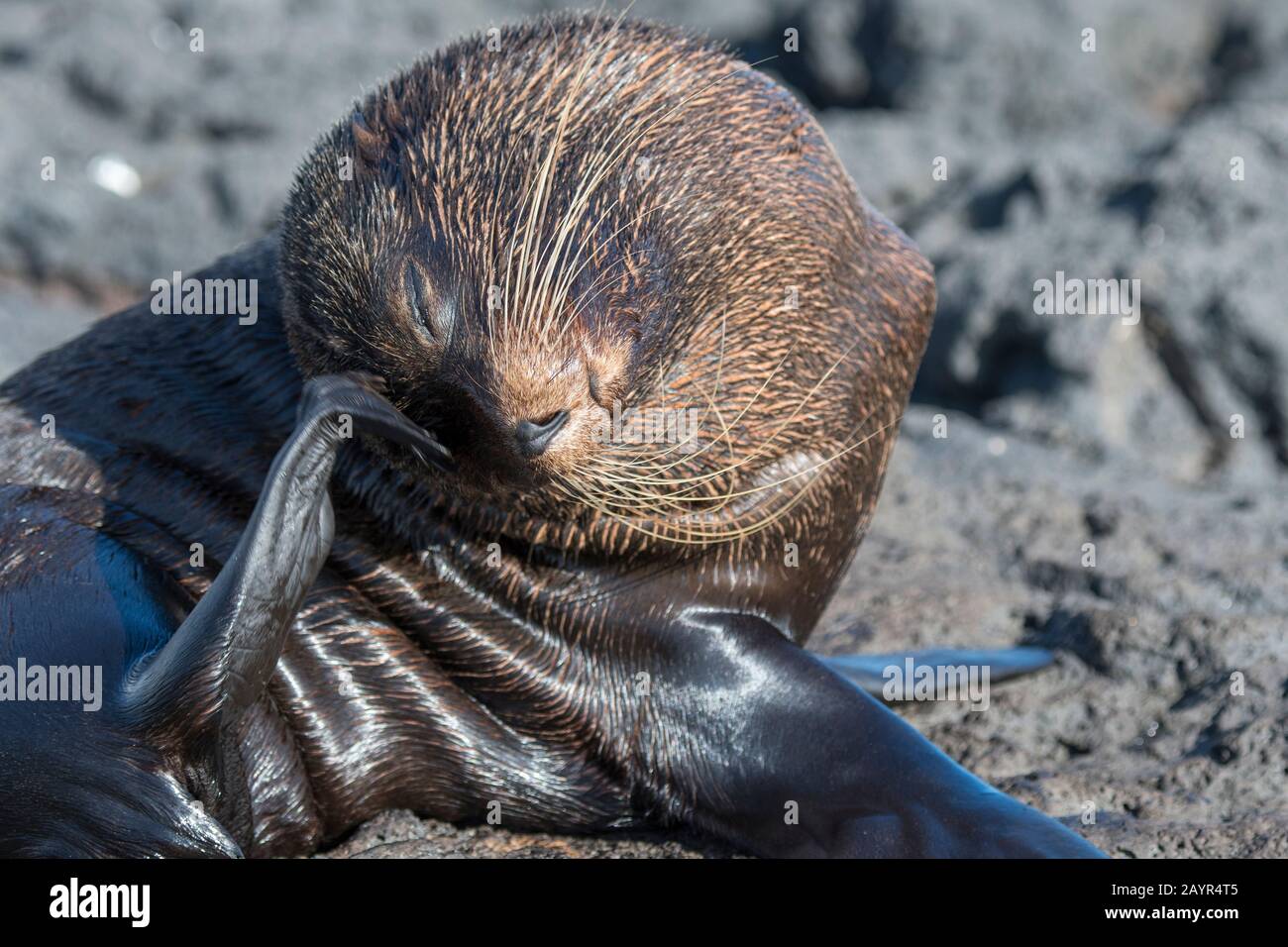 Un sigillo di pelliccia delle Galapagos (Arctocephalus galapagoensis) sta graffiando la sua pelliccia sulle formazioni laviche lungo la riva vicino a Puerto Egas, Isola di Santiago (James i Foto Stock