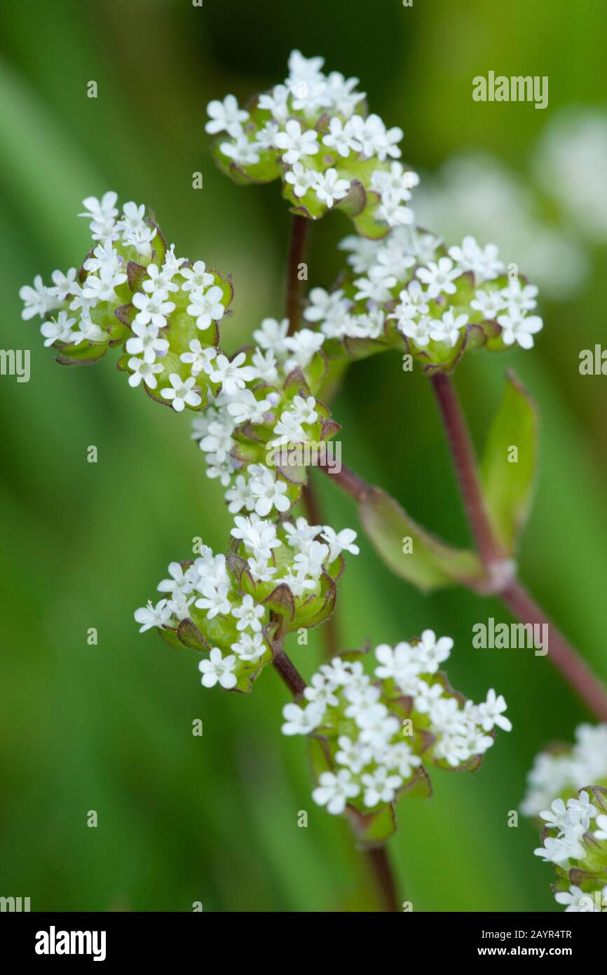 Cornsalad comune, la valeriana, europeo (cornsalad Valerianella locusta), fioritura, Germania Foto Stock