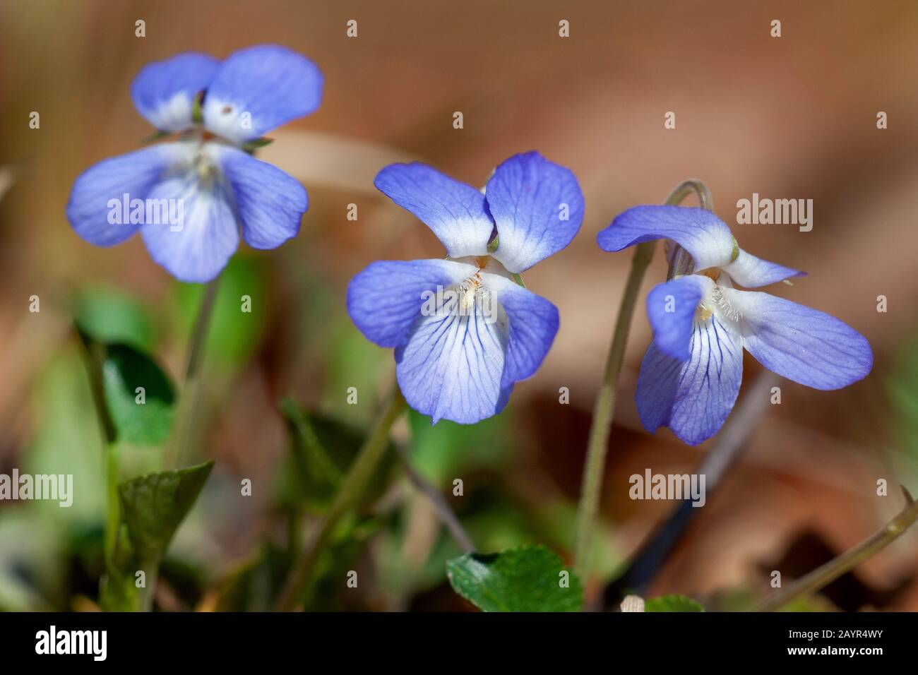 Comune di violetta, comune dog-violetto (viola riviniana), fiori, Germania Foto Stock