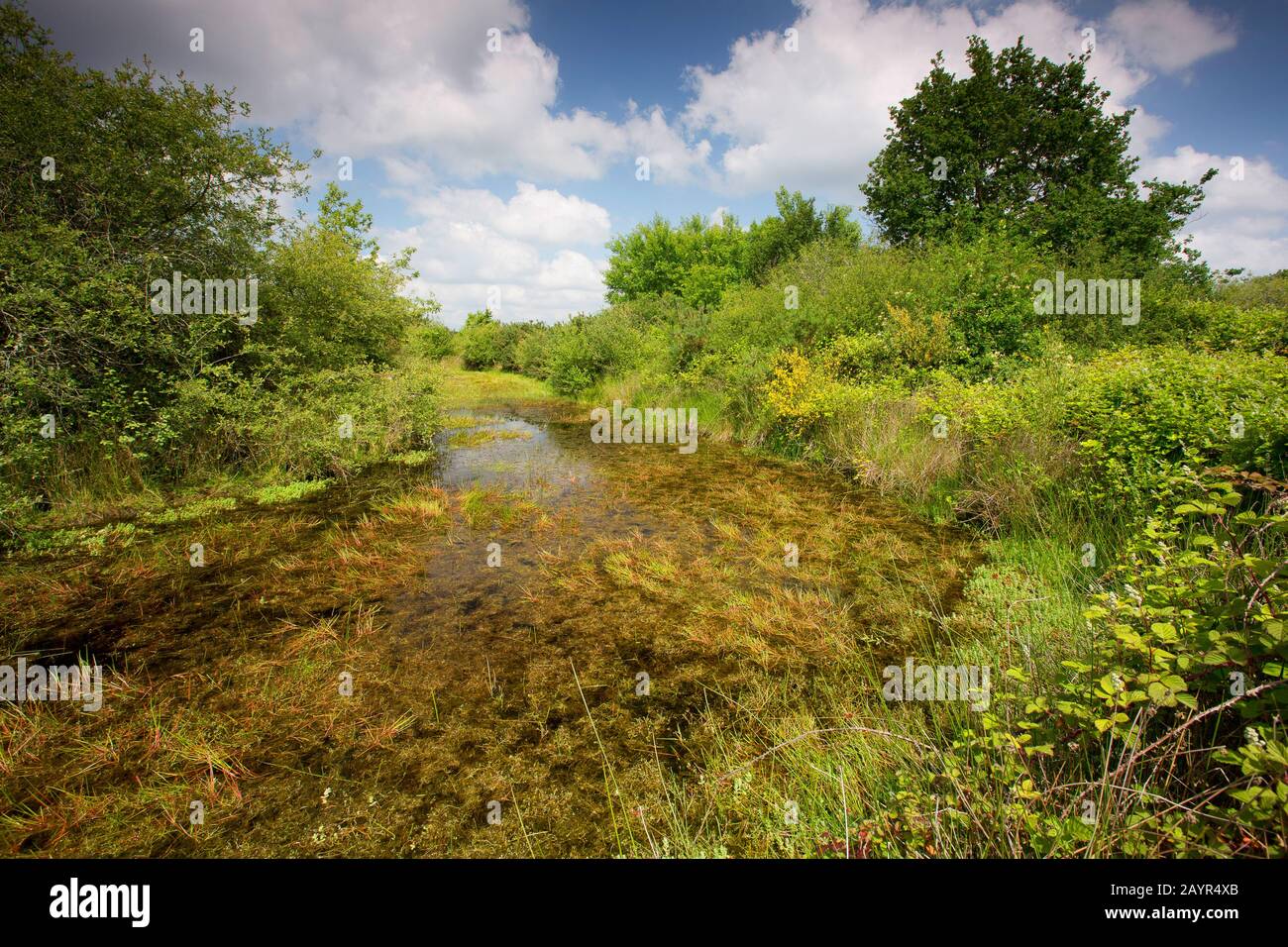 Zona Umida A La Brenne, Francia, Indre, La Brenne Foto Stock