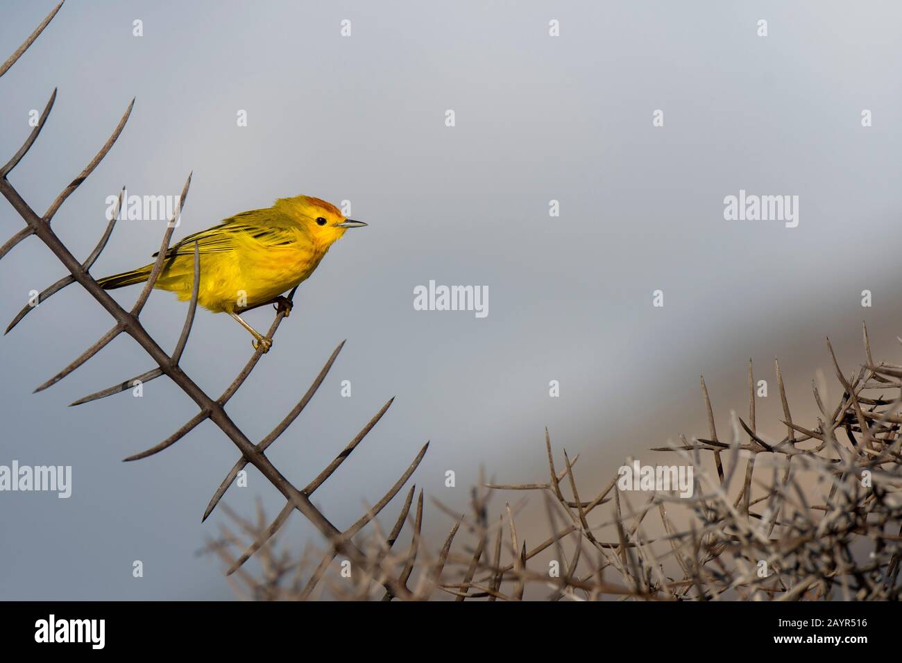 Un orditoio giallo (Dendroica petechia) vicino a Puerto Egas, Isola di Santiago (Isola di James) nelle Isole Galapagos, Ecuador. Foto Stock
