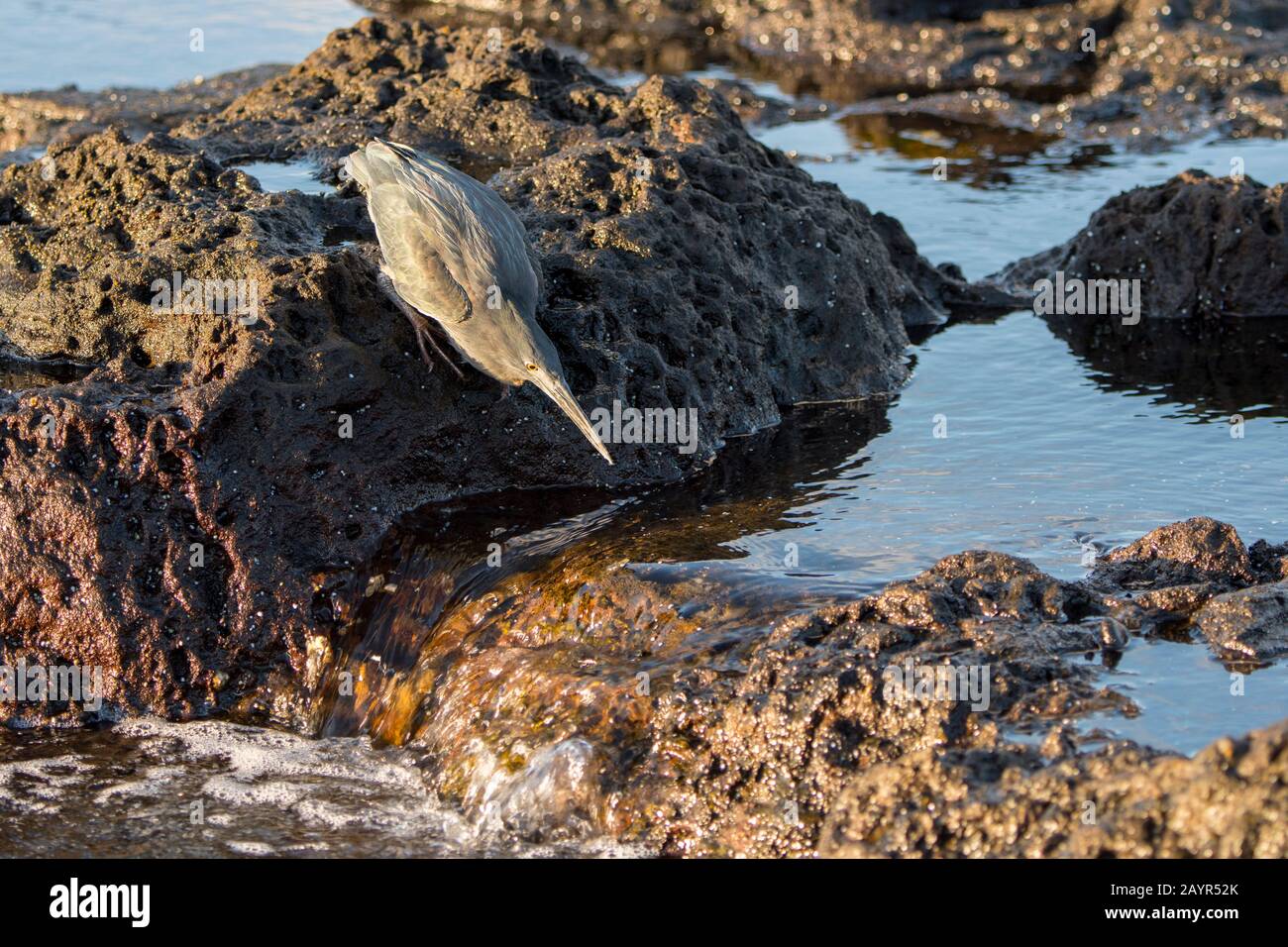 Un airone Lava o Galapagos (Butorides sundevalli) arroccato su rocce, a caccia di cibo vicino Puerto Egas, Santiago Island (James Island) nelle Galapagos Foto Stock