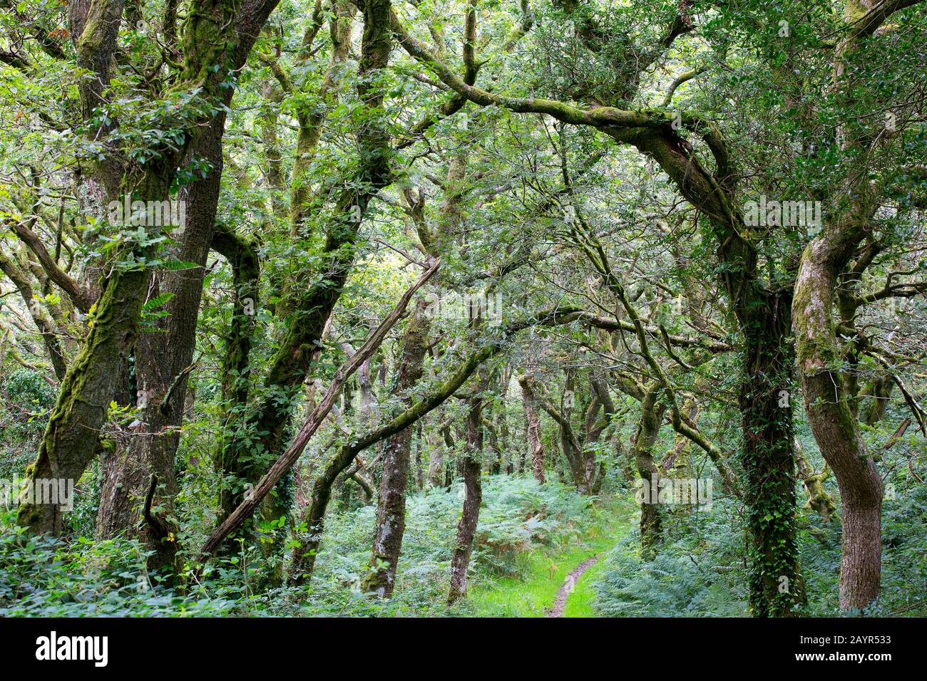 Quercia (Quercus spec.), foresta di querce in Cilgwyn, Regno Unito, Galles, Pembrokeshire Foto Stock