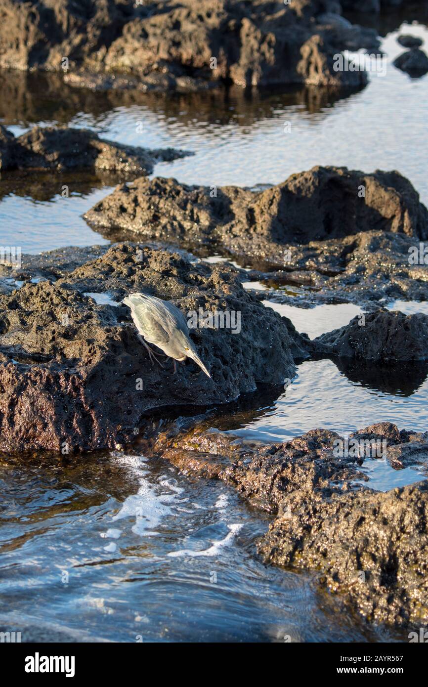 Un airone Lava o Galapagos (Butorides sundevalli) arroccato su rocce, a caccia di cibo vicino Puerto Egas, Santiago Island (James Island) nelle Galapagos Foto Stock
