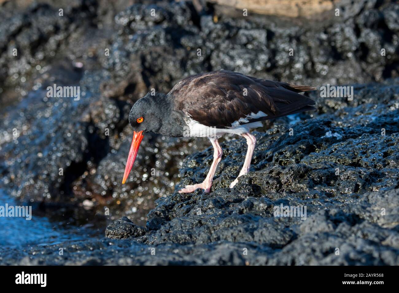 Un americano Oystercatcher (Haematopus palliates) sulle rocce vicino a Puerto Egas, Santiago Island (James Island) nelle isole Galapagos, Ecuador. Foto Stock
