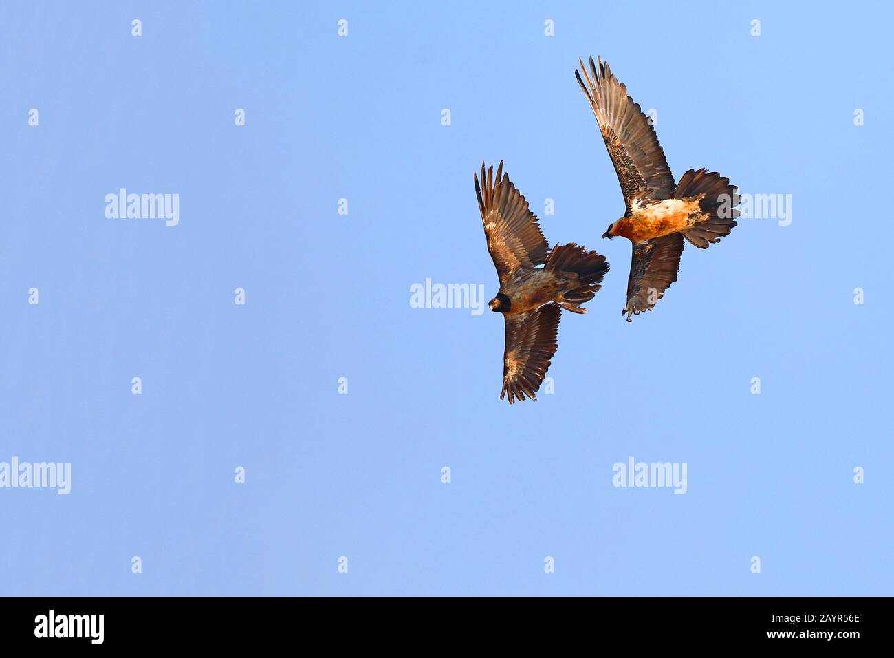 Lammergeier, Vulture Bearded (Gipaetus barbatatus), adulti e bambini in volo, volo di formazione, Sudafrica, Giants Castle Game Reserve Foto Stock