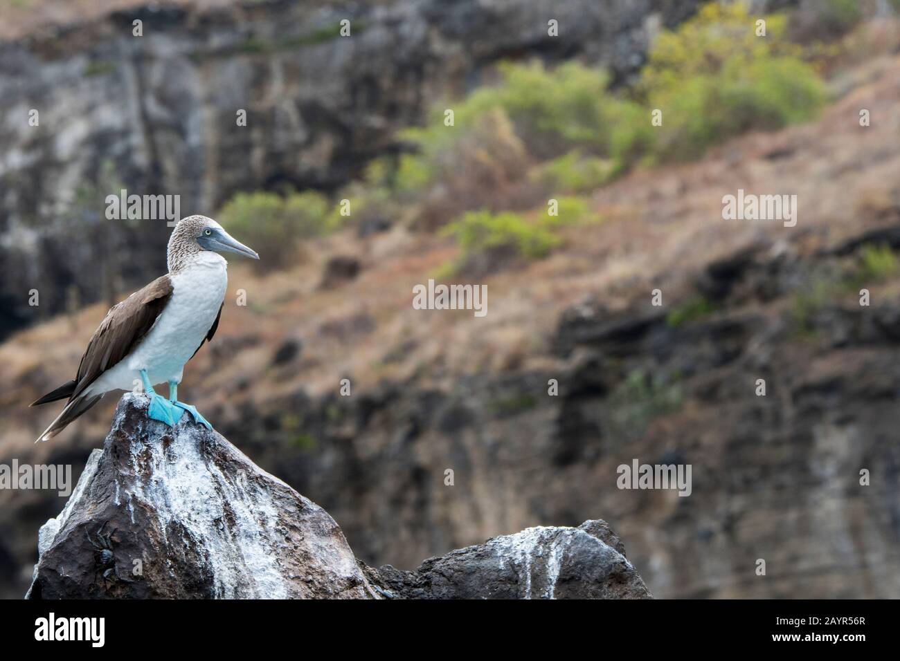Un booby blu-piedi (Sula nebouxii) è seduto su una roccia vicino Playa Espumilla, una spiaggia sull'isola di Santiago (Isola di James) nelle isole Galapagos, Ecu Foto Stock