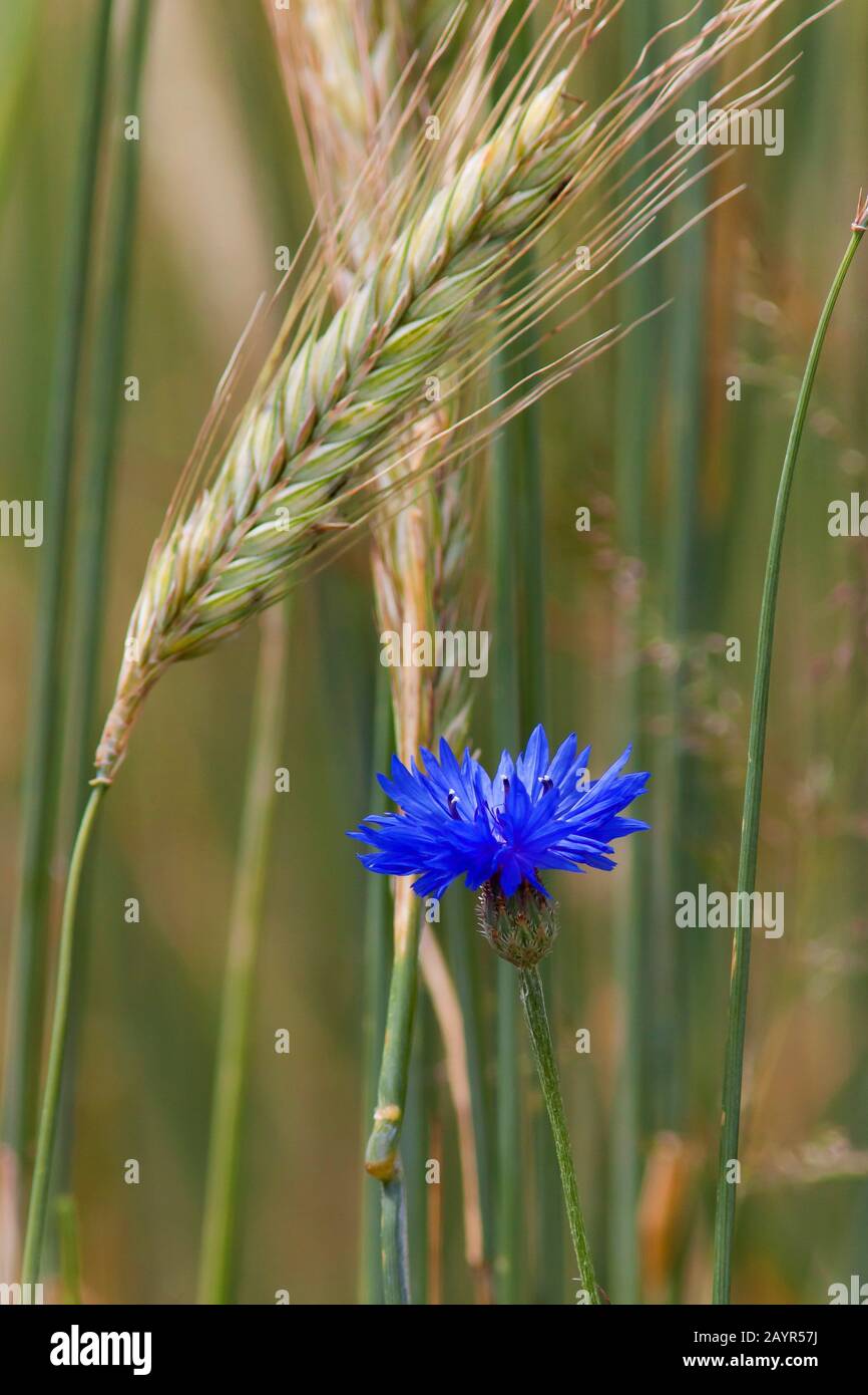 Bluebottle, fiordaliso (Centaurea cyanus), fiorendo in un campo di segale, Germania Foto Stock