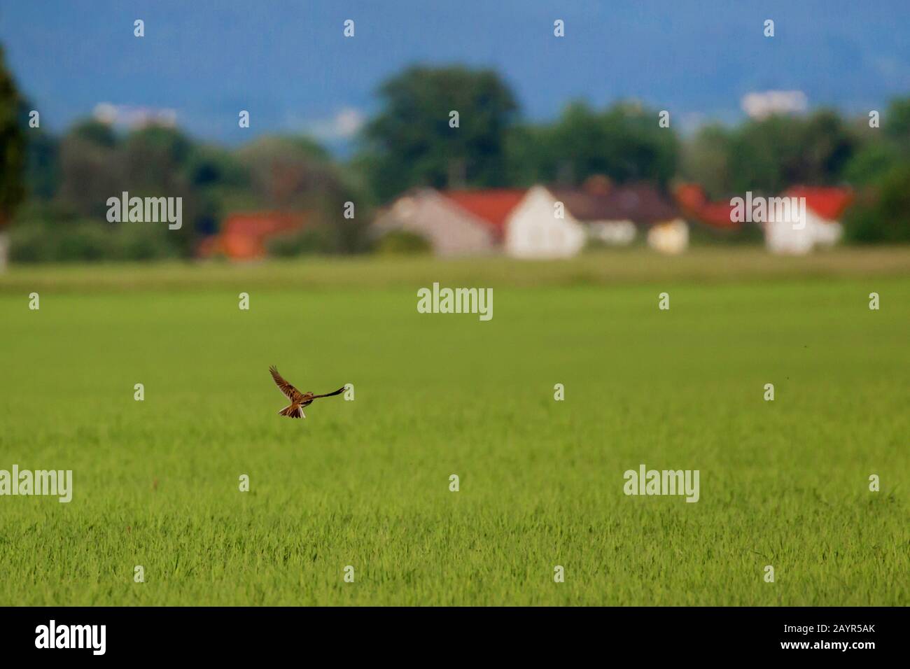 Lark del cielo eurasiatico (Alauda arvensis), che vola su un wheatfield, bordo di un villaggio sullo sfondo, Germania, Baviera, Niederbayern, bassa Baviera Foto Stock