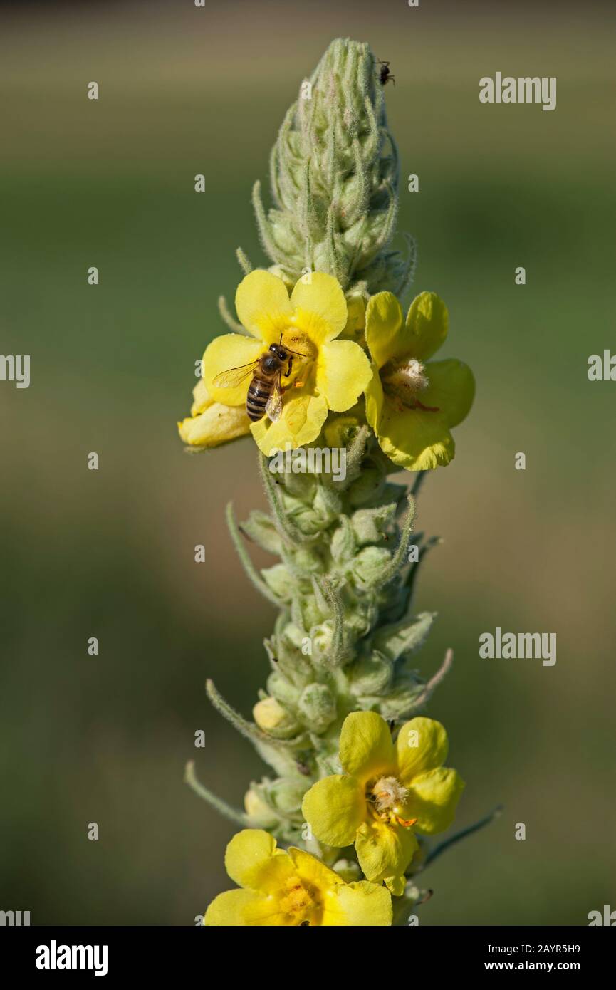 Mullein fitto-fiorito, mullein fitto (Verbascum densiflorum), fioritura con ape di miele, Germania Foto Stock