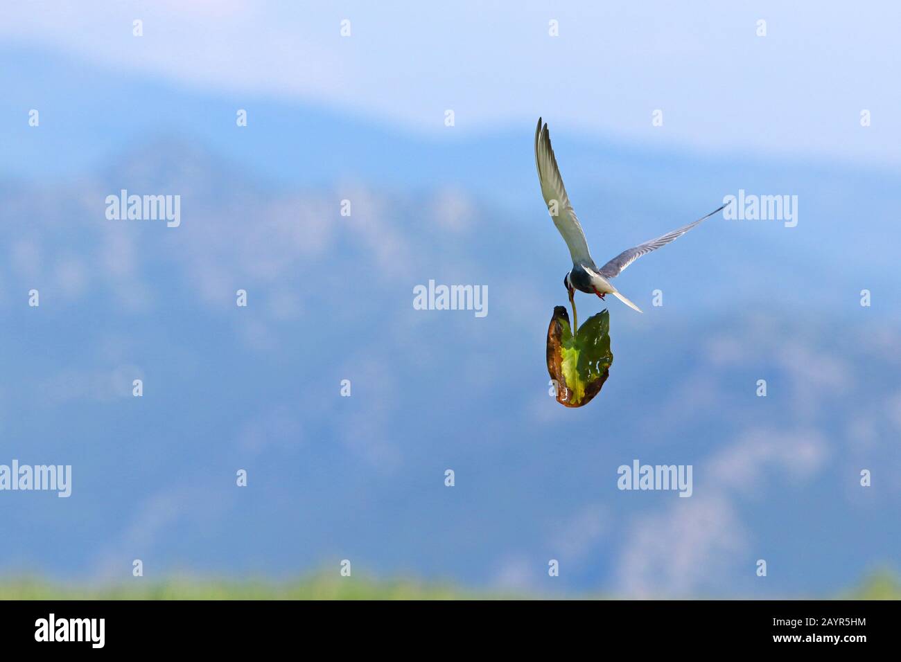 Quadern bisbigliato (Chlidonias hybrida), in volo con materiale di nidificazione nella fattura, Montenegro, Parco Nazionale Skadarsee Foto Stock