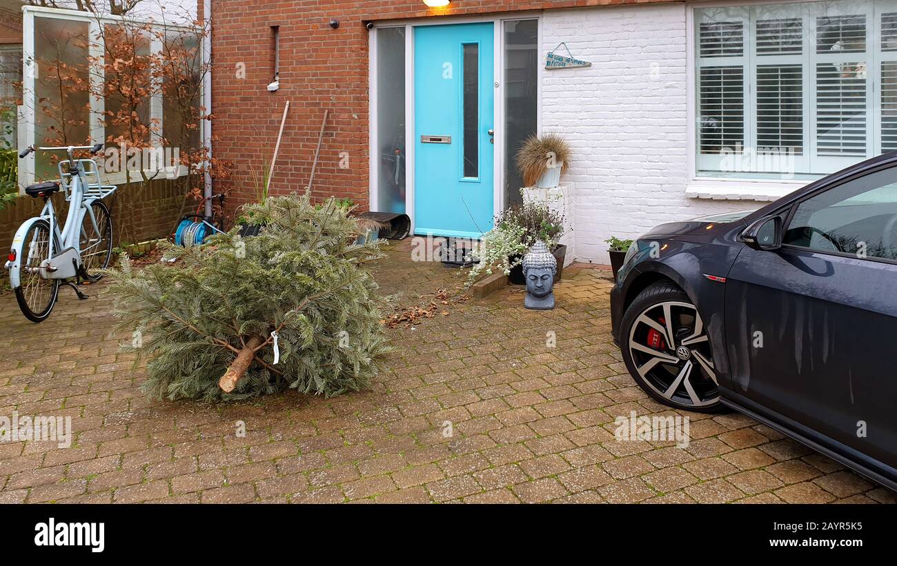 Nordman abete (Abies Nordmanniana), albero di natale remoto di fronte ad una casa, Paesi Bassi Foto Stock