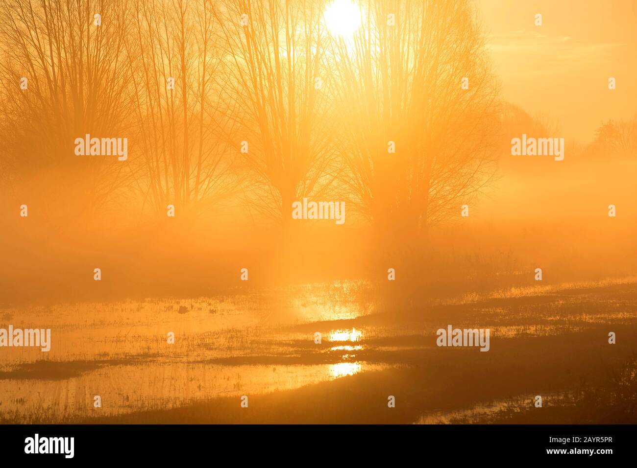 "T Verdriet riserva naturale, Belgio, Fiandre Occidentali, Waregem Foto Stock