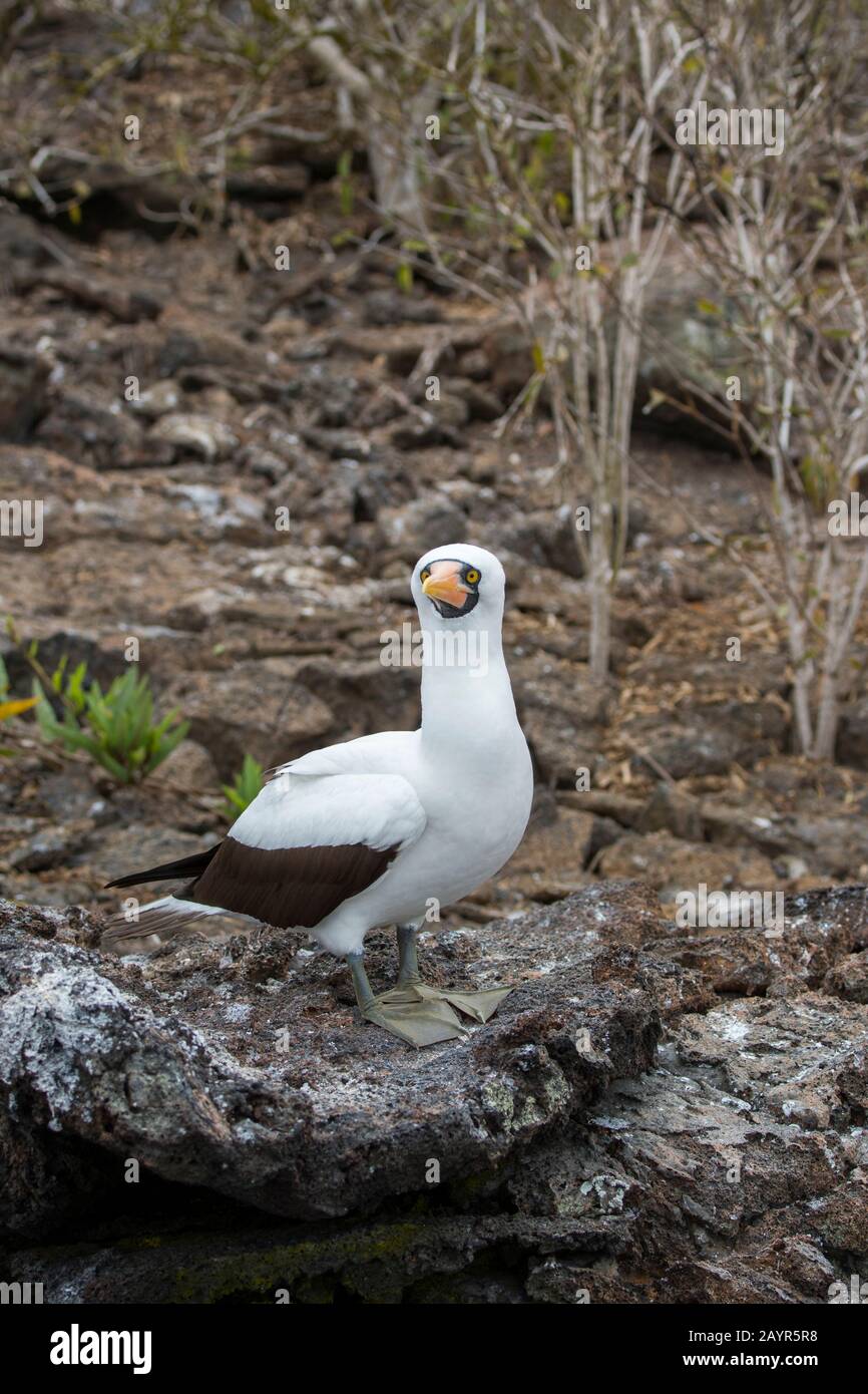 Un booby di Nazca (Sula granti) seduto su una roccia sull'isola di Genovesa (isola della torre) nelle isole Galapagos, Ecuador. Foto Stock