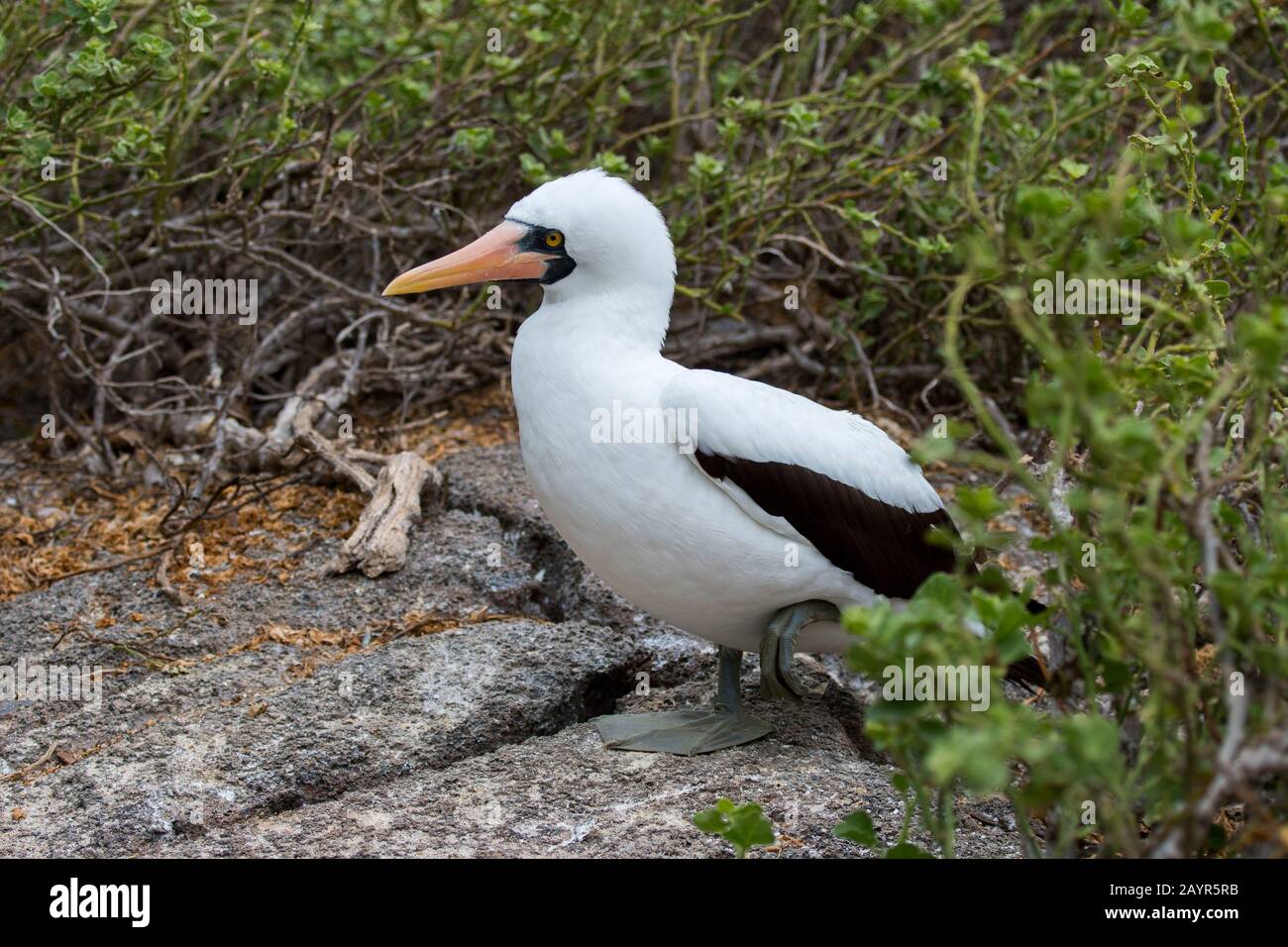 Un booby di Nazca (Sula granti) seduto su una roccia sull'isola di Genovesa (isola della torre) nelle isole Galapagos, Ecuador. Foto Stock