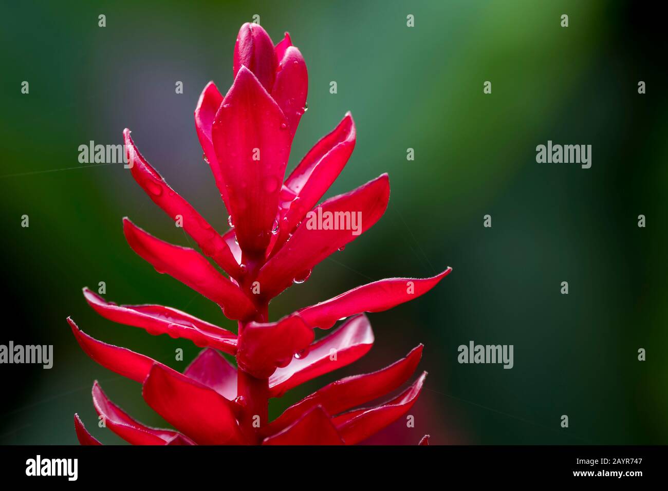 I fiori rossi di una pianta di zenzero a la Selva Lodge vicino a Coca, Ecuador. Foto Stock