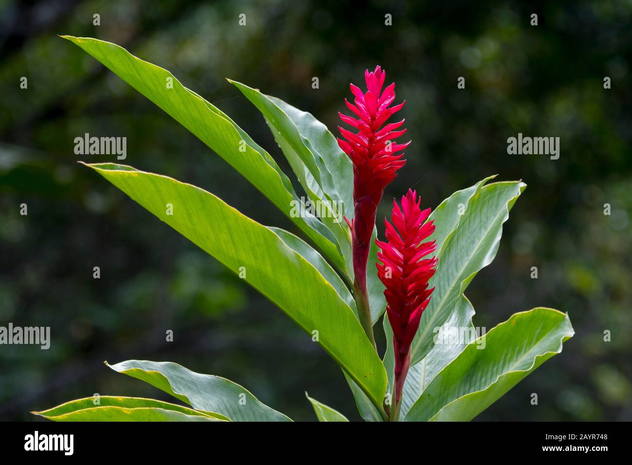 I fiori rossi di una pianta di zenzero a la Selva Lodge vicino a Coca, Ecuador. Foto Stock