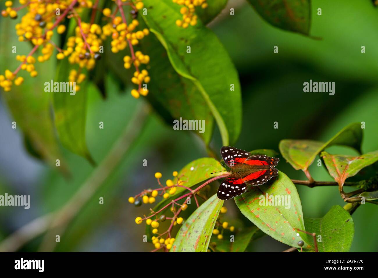 Una farfalla nella foresta pluviale vicino la Selva Lodge vicino Coca, Ecuador. Foto Stock