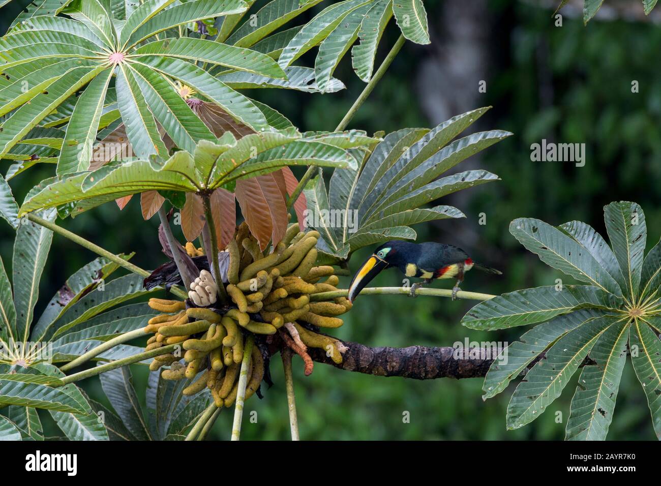 Vista dalla torre di osservazione di Un Aracari (Pteroglossus pluricinctus) Molti banded che si nutrono dei frutti di un albero di Cecropia nella canop foresta pluviale Foto Stock