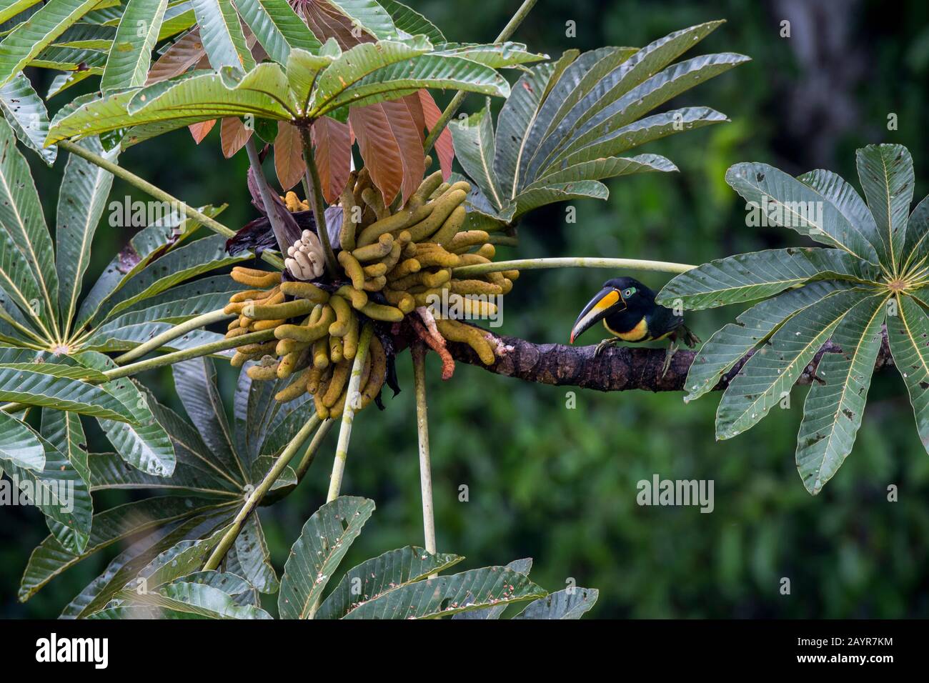 Vista dalla torre di osservazione di Un Aracari (Pteroglossus pluricinctus) Molti banded che si nutrono dei frutti di un albero di Cecropia nella canop foresta pluviale Foto Stock