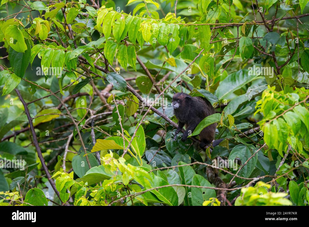 Vista dalla torre di osservazione di un marmoset (scimmia del nuovo mondo) su un ramo nella foresta pluviale baldacchino nella foresta pluviale vicino la Selva Lodge vicino Coc Foto Stock