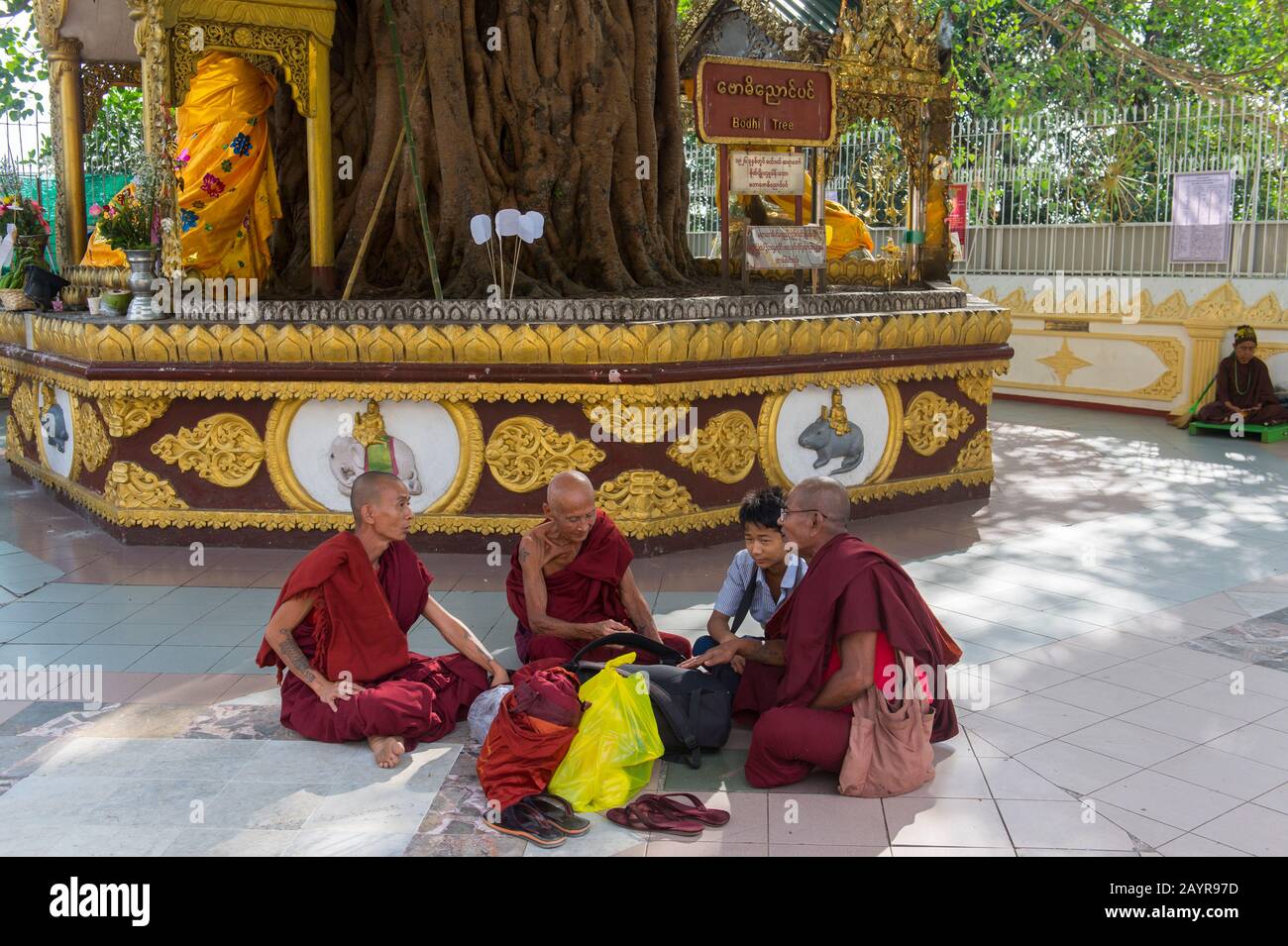 Monaci buddisti (novizi) seduti sotto un albero Bodhi alla Pagoda Shwedagon di 2.500 anni a Yangon (Rangoon), la più grande città del Myanmar. Foto Stock