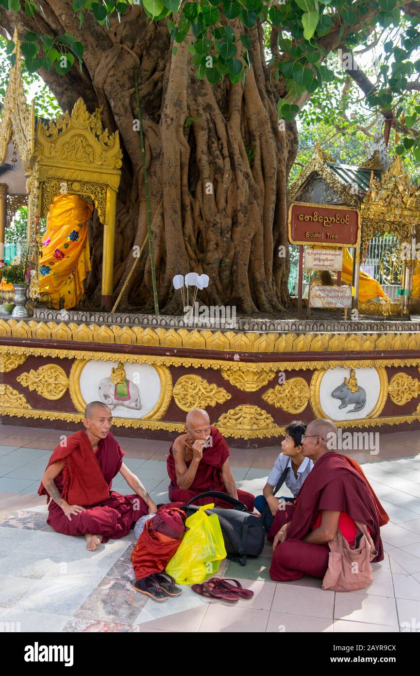 Monaci buddisti (novizi) seduti sotto un albero Bodhi alla Pagoda Shwedagon di 2.500 anni a Yangon (Rangoon), la più grande città del Myanmar. Foto Stock
