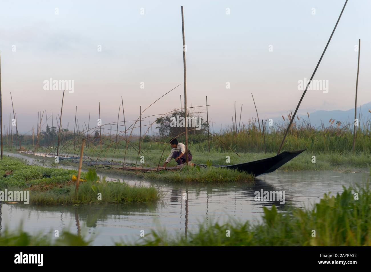 Un uomo sta lavorando nelle isole galleggianti artificiali e giardini galleggianti che sono tenuti in posizione con bastoni di bambù che sono attaccati al fondo di t. Foto Stock