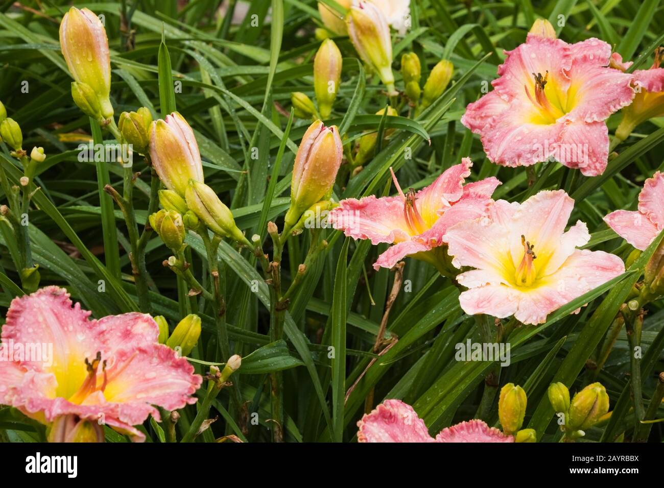 Primo piano di Hemerocallis ibrido rosa e giallo - fiori di giorno in confine dopo pioggia in giardino di campagna cortile in estate. Foto Stock