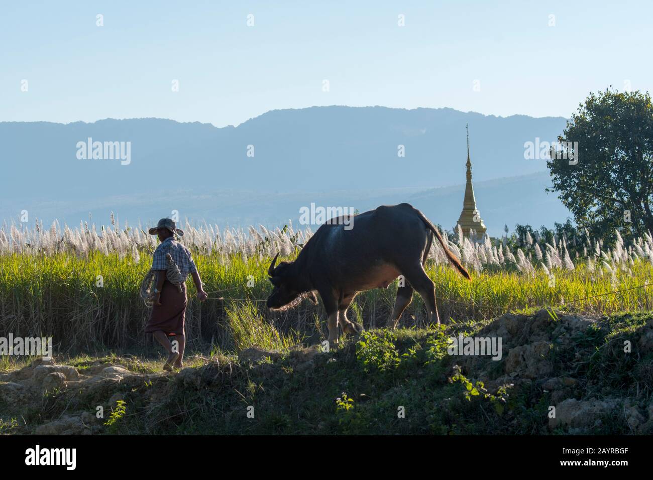 Vista di un contadino con mucca Brahma e canne retroilluminate e uno stupa vicino al villaggio Naungtaw sul lago Inle in Myanmar. Foto Stock