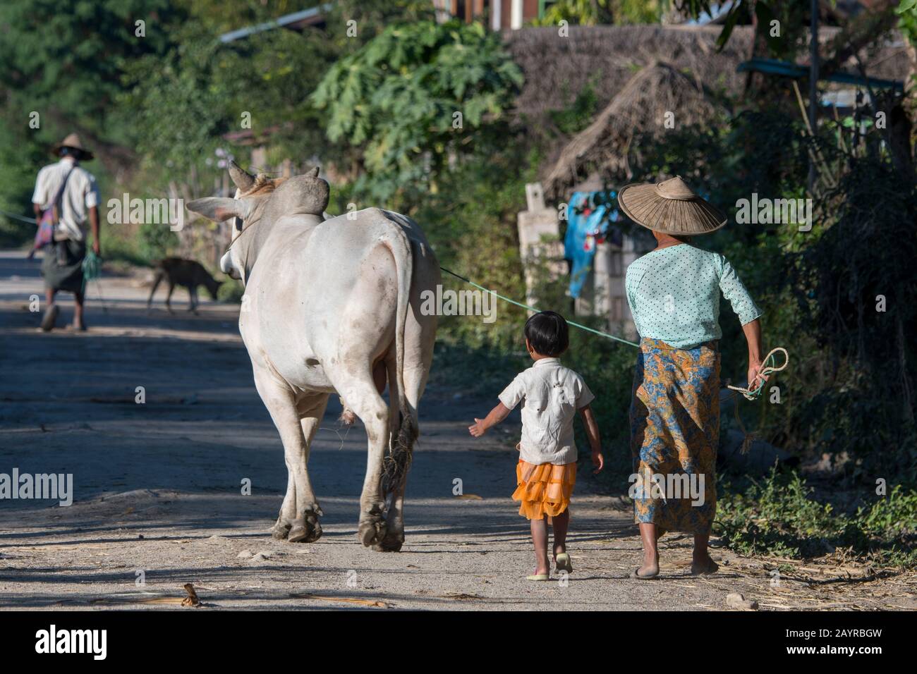 Un contadino che conduce il bestiame Brahma nel villaggio di Naungtaw sul lago Inle in Myanmar. Foto Stock