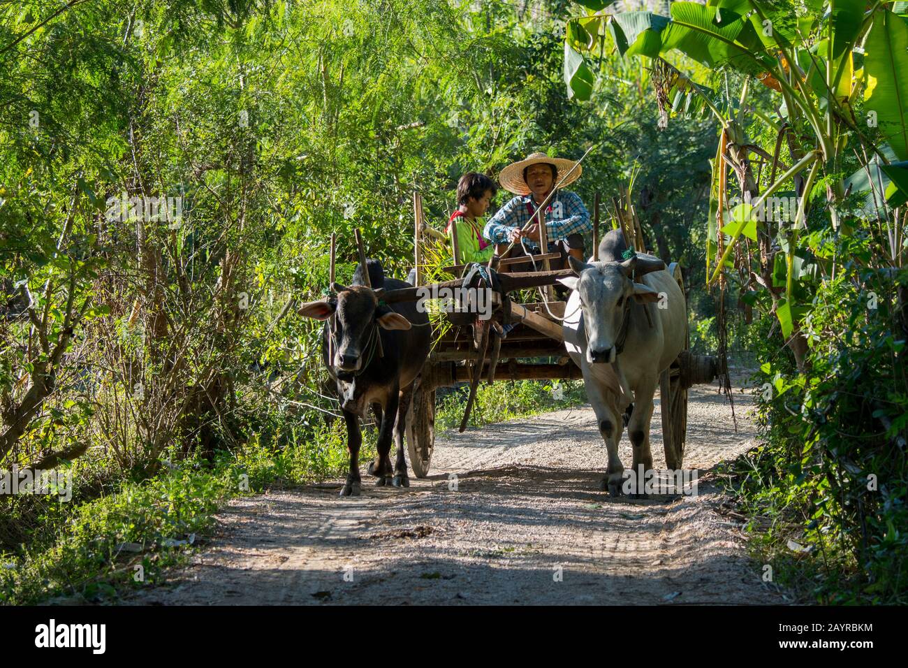 Un contadino sta cavalcando su un carro d'ossa Brahma nel villaggio di Naungtaw sul lago Inle in Myanmar. Foto Stock