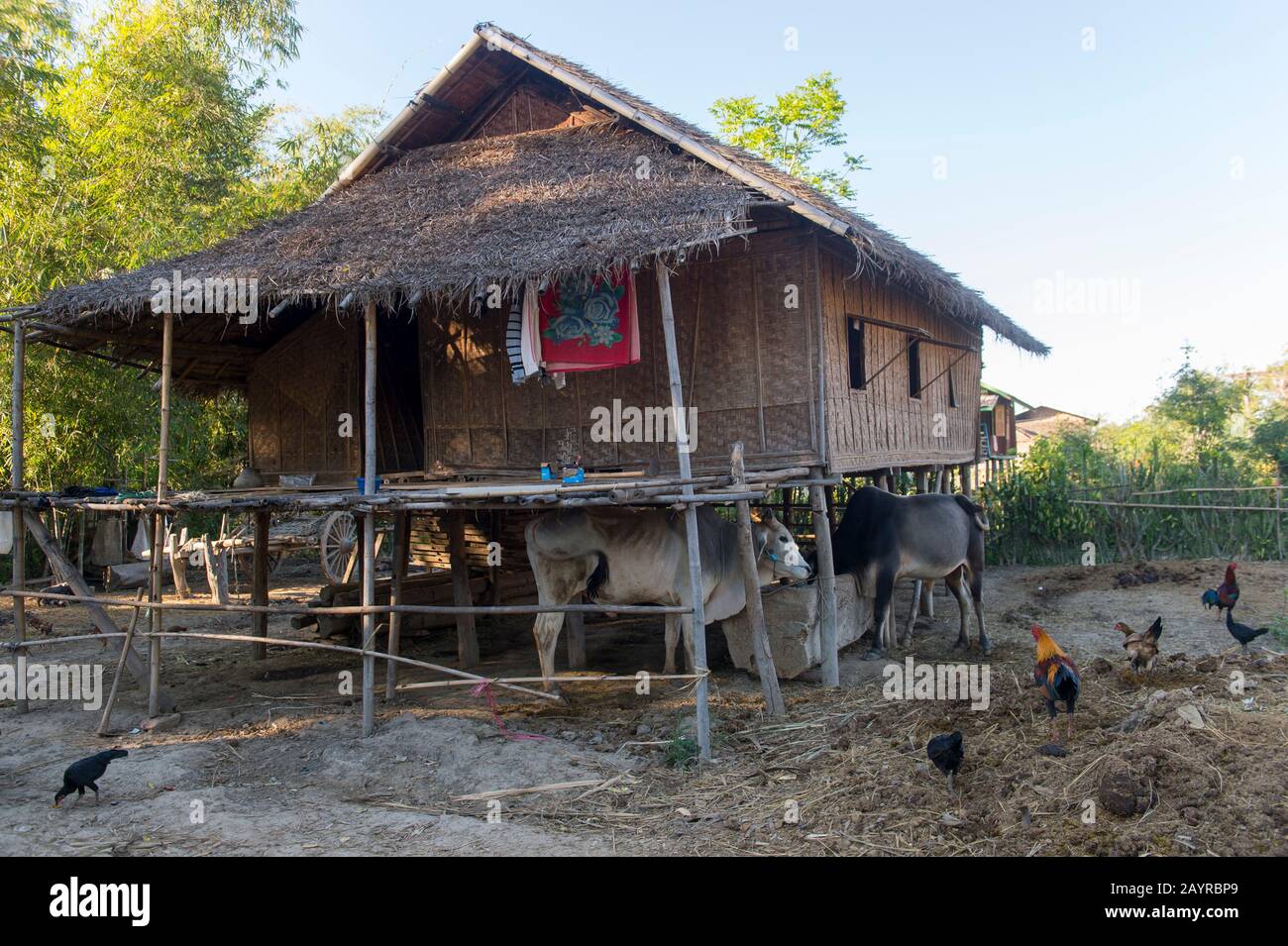 Una tradizionale casa di bambù su palafitte con animali domestici nel villaggio di Naungtaw sul lago Inle in Myanmar. Foto Stock