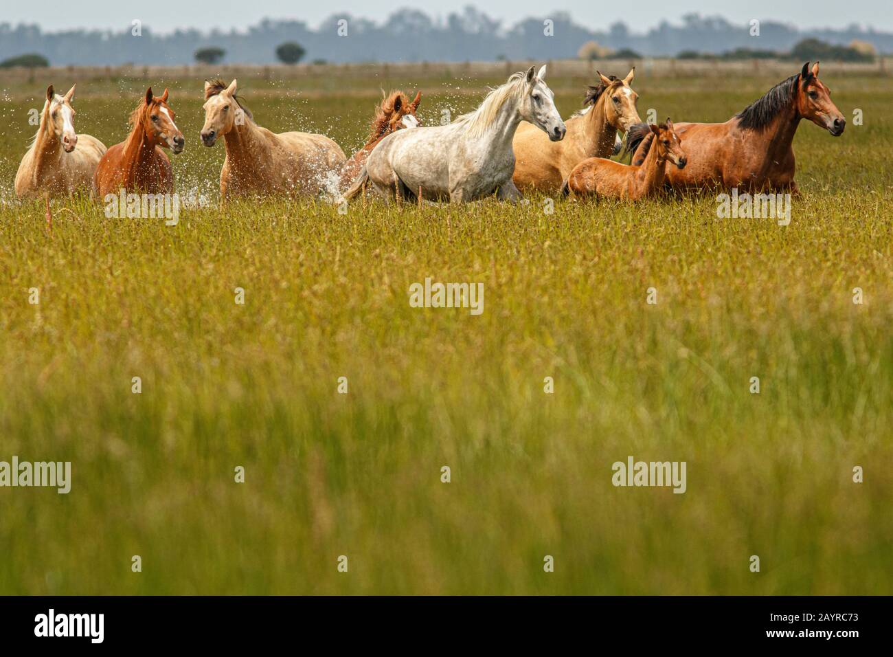 Cavalli che corrono attraverso la palude Foto Stock