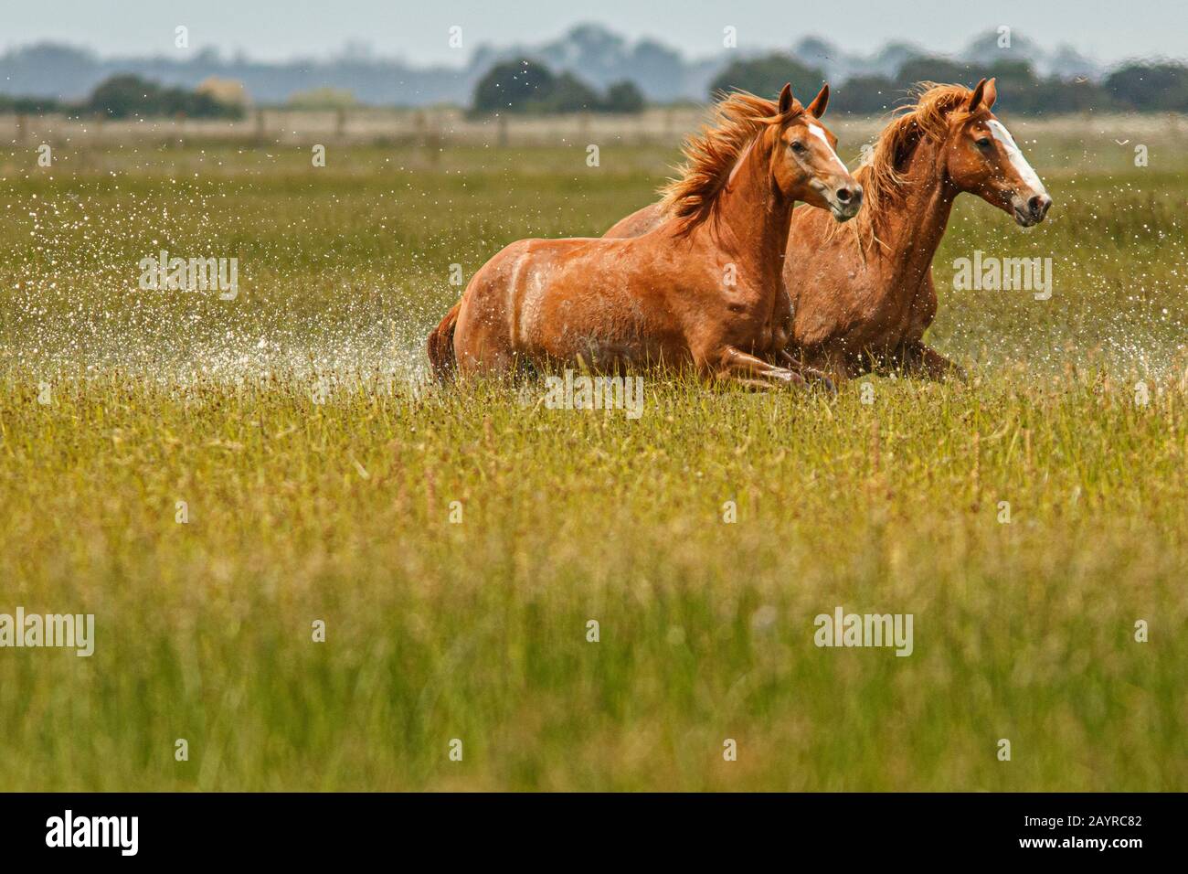 Cavalli che corrono attraverso la palude Foto Stock
