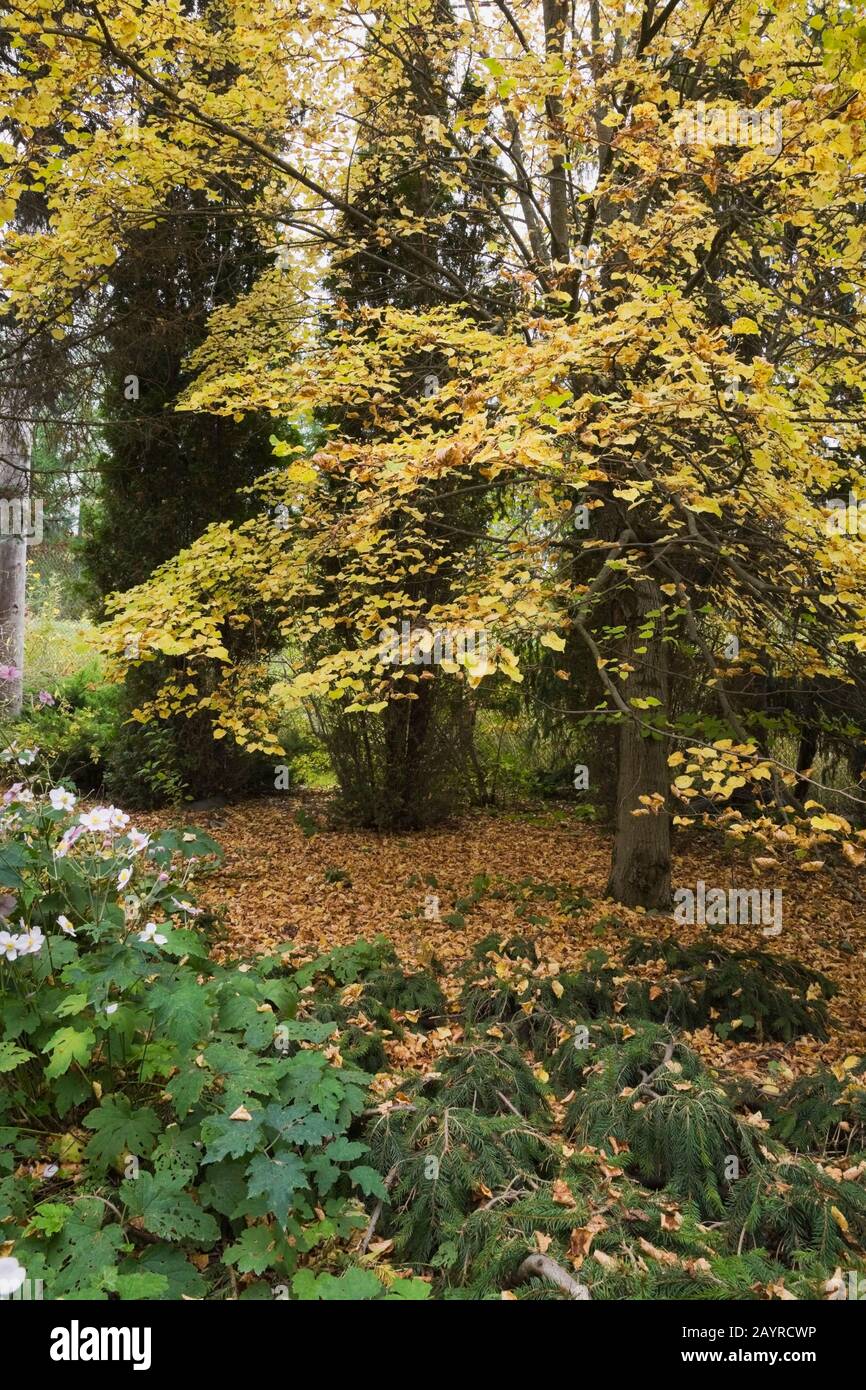 Rosa e bianco Anemone tomentosa 'Rossutissima' - Windflowers e Tilia europaea 'Wratislaviensis' - albero di tiglio con arbusti sempreverdi in primo piano. Foto Stock