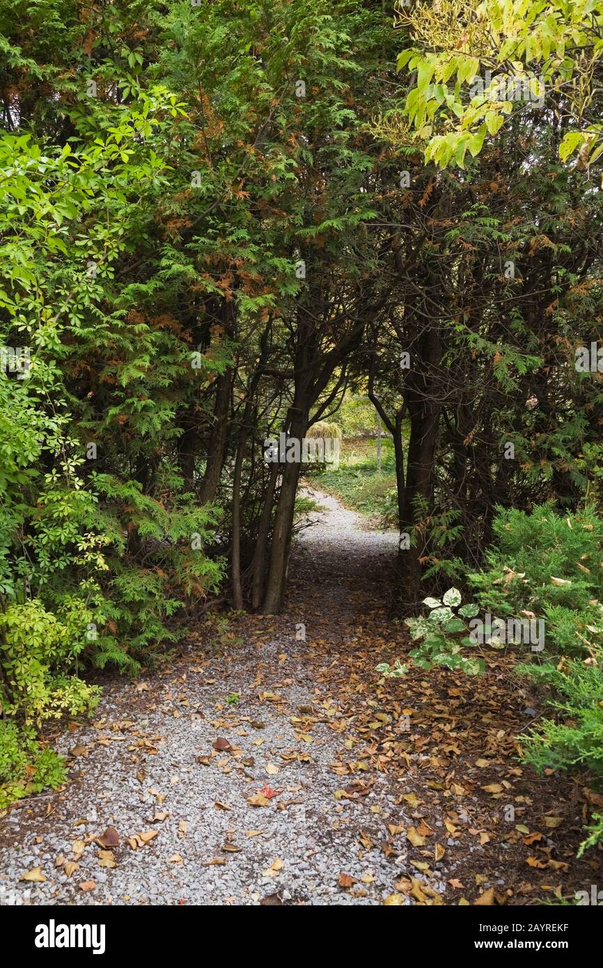 Sentiero di ghiaia attraverso una Thuja naturale - Cedro hedge arbour in giardino cortile in autunno. Foto Stock