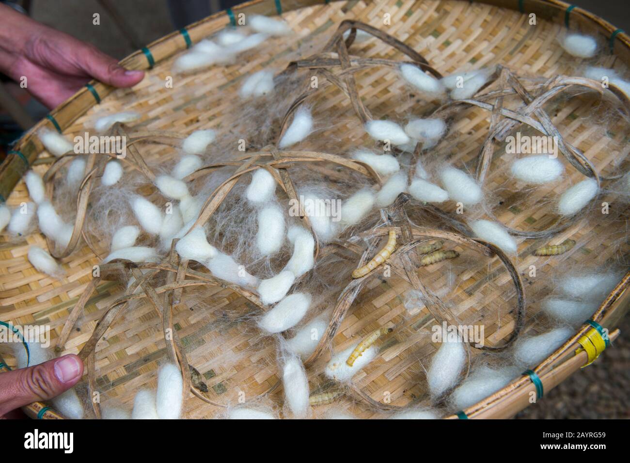 I bachi da seta e i bachi da seta sono fatti di un filo di seta grezza da 300 a circa 900 m (1.000 a 3.000 piedi) lungo su un vassoio in Ban Xang Khong, un villag Foto Stock
