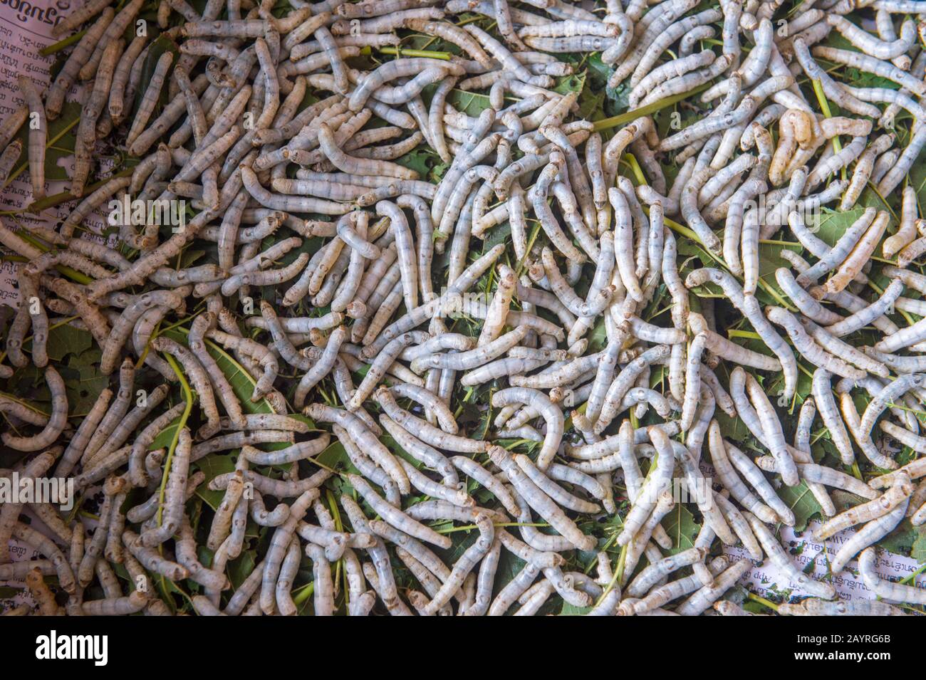 Bachi da seta (la larva o bruco della tignola di seta addomesticata) in Ban Xang Khong, un villaggio vicino Luang Prabang nel Laos centrale, che è conosciuto per Foto Stock