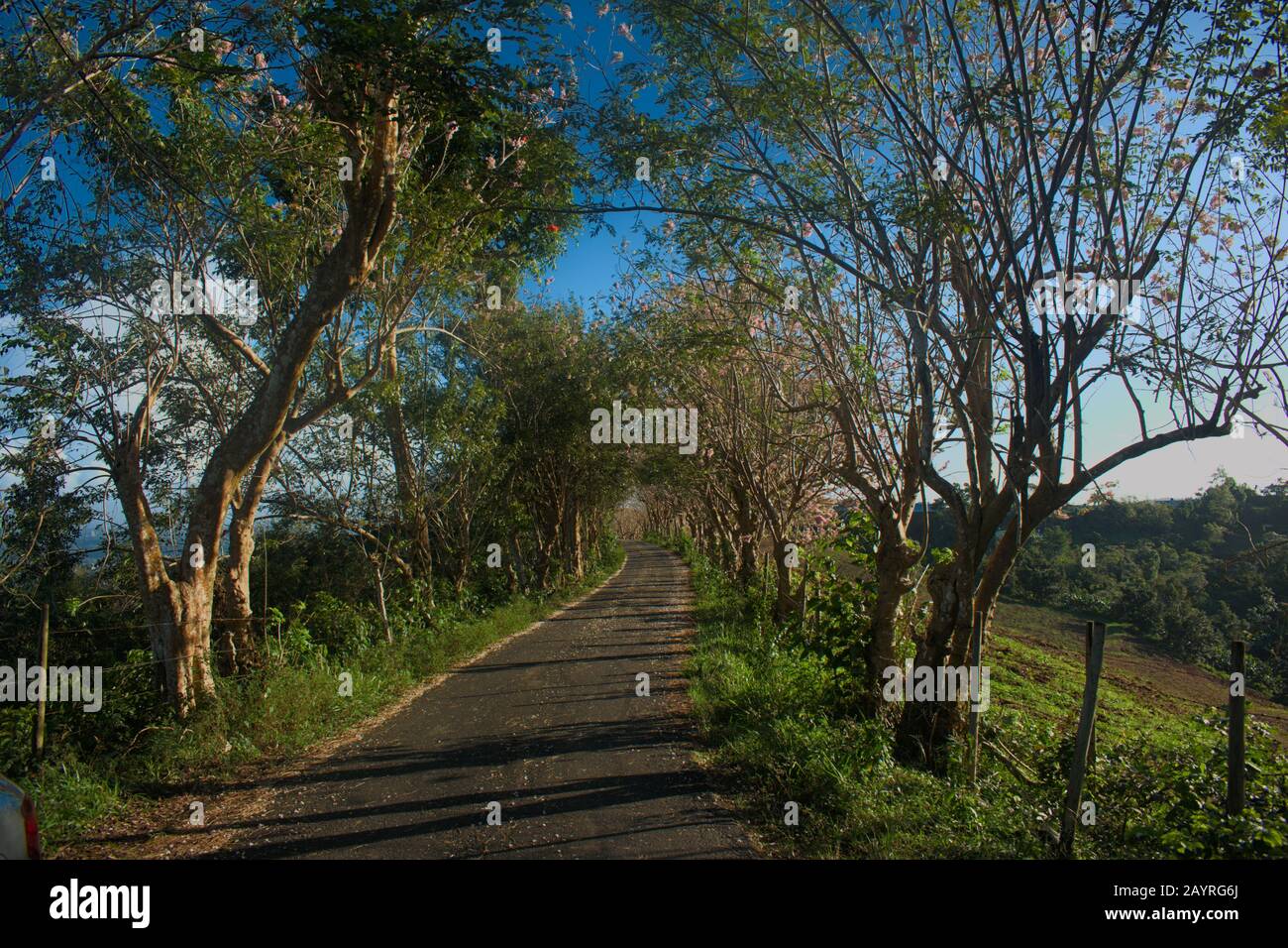 Pinky Road, Corozal PR Foto Stock