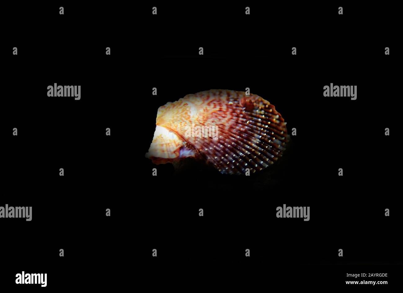 Pecten jacobaeus - clam scaloppante mediterraneo, colpo subacqueo Foto Stock
