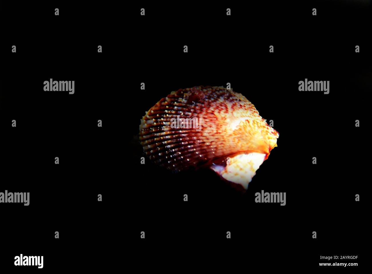 Pecten jacobaeus - clam scaloppante mediterraneo, colpo subacqueo Foto Stock