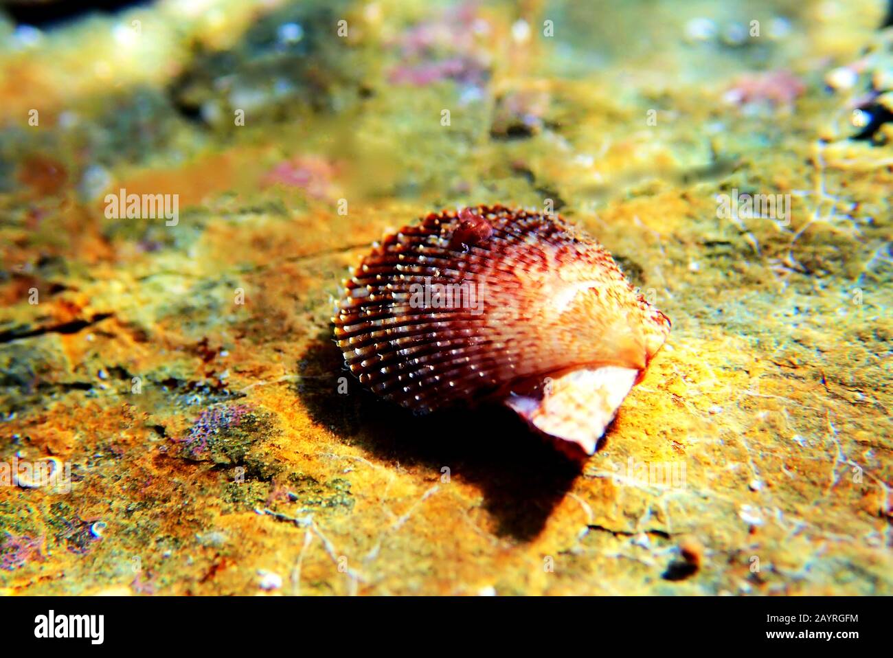Pecten jacobaeus - clam scaloppante mediterraneo, colpo subacqueo Foto Stock