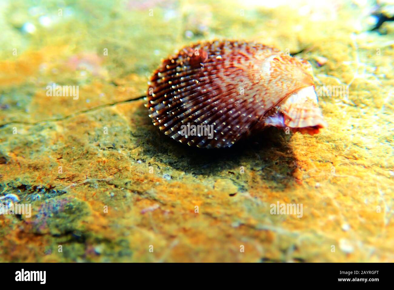 Pecten jacobaeus - clam scaloppante mediterraneo, colpo subacqueo Foto Stock