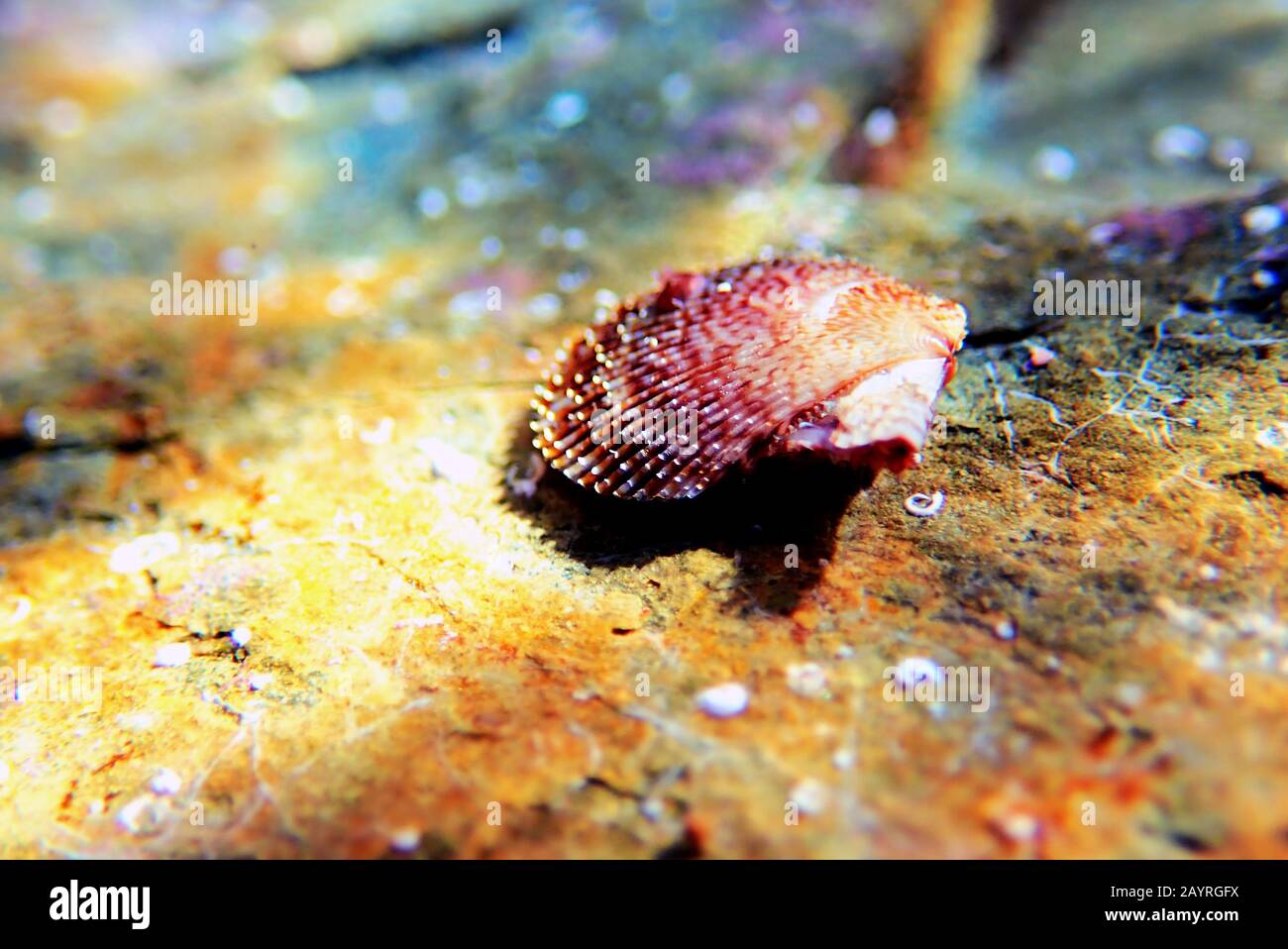 Pecten jacobaeus - clam scaloppante mediterraneo, colpo subacqueo Foto Stock