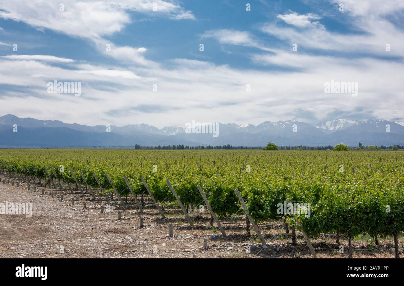 Bellissimo paesaggio rurale con vigneti e montagne ande sullo sfondo nella valle di Uco, Mendoza. Argentina Foto Stock