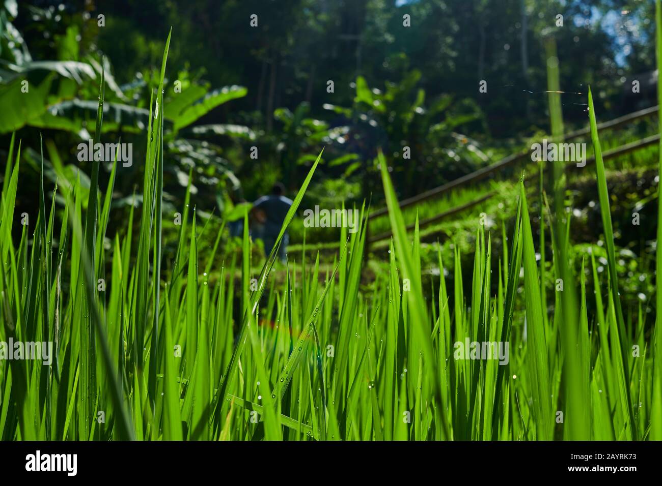 Vista ravvicinata della coltivazione di riso nei risaie di Ubud, Bali Foto Stock