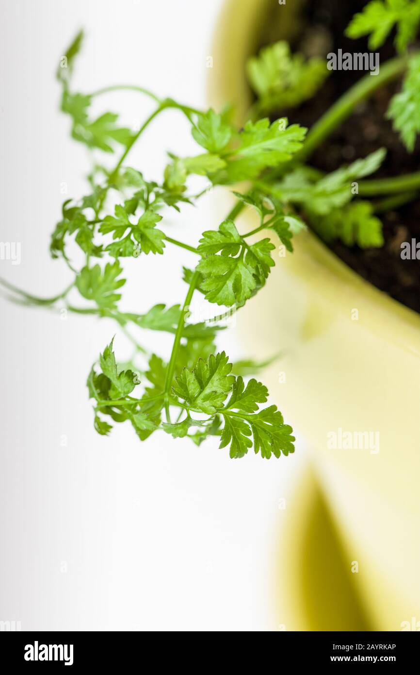Vaso di cerfoglio del giardino (Anthrisco cerefolium), un'erba culinaria non comune, anche chiamata cerfoglio, o prezzemolo francese, è un'erba annuale delicata relativa a. Foto Stock