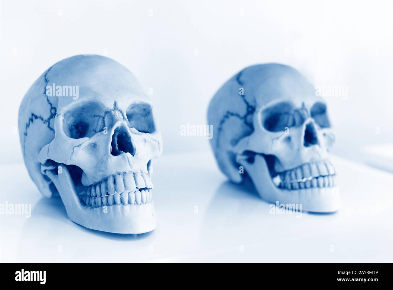 Cranio umano per lo studio nella sala scientifica / Ricerca e sperimentazione di studenti o medici teschi sono anche simboli di morte orrore e Halloween Foto Stock